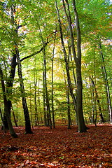 Image showing forest and garden with golden leaves at fall