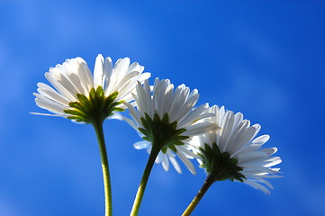 Image showing daisy under blue sky