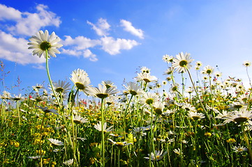 Image showing daisy flower from below with blue sky