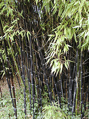 Image showing Black Bamboo