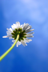 Image showing daisy under blue sky