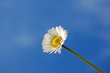 Image showing daisy under blue spring sky