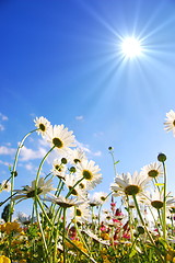 Image showing flowers on meadow in summer