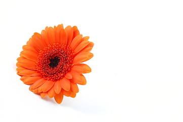 Image showing isolated flower on white