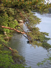 Image showing Forest and ocean