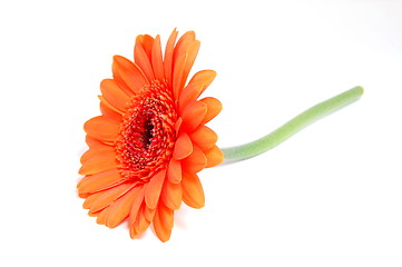 Image showing isolated flower on white