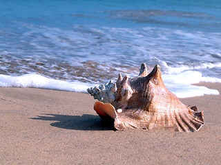 Image showing sea shell