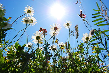 Image showing daisy flower in summer with blue sky