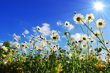 Image showing daisy flowers in summer
