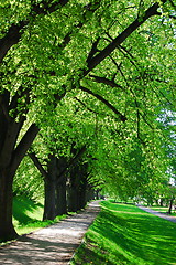 Image showing summer tree alley