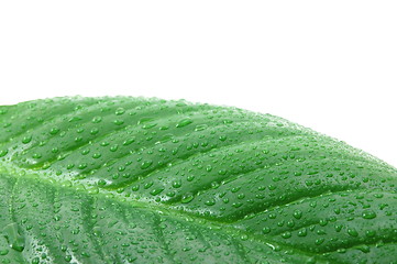 Image showing wet leaf