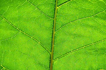 Image showing green leaf background