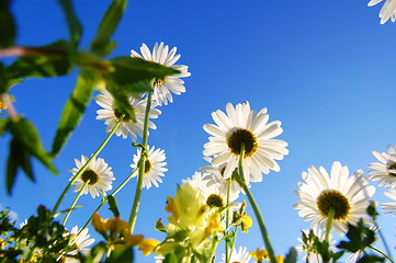 Image showing daisy flower under blue sky