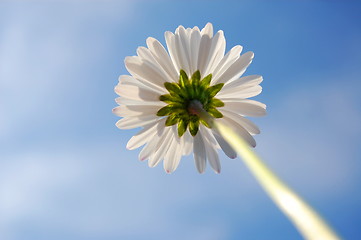 Image showing daisy under blue sky