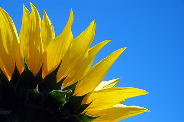 Image showing Sun flower on blue background
