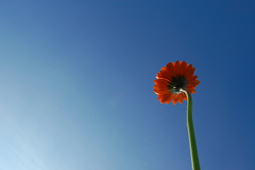 Image showing Gerbera daisy