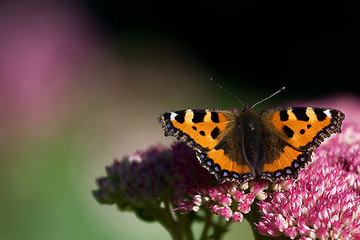 Image showing Butterfly