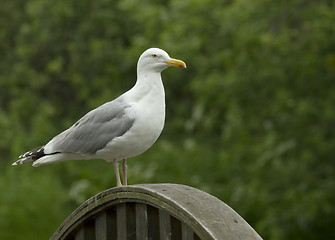 Image showing Herring gull