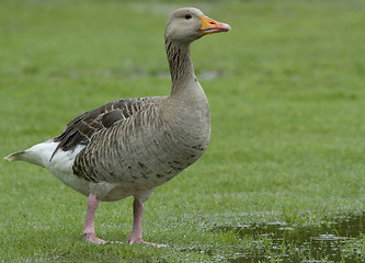 Image showing Greylag Goose in the rain