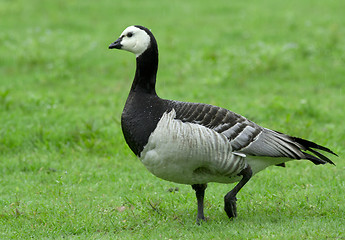 Image showing Barnacle goose in the rain