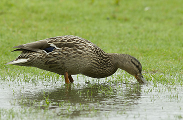 Image showing Mallard in the rain