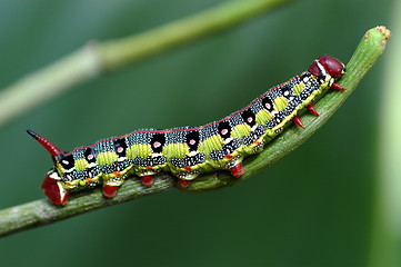 Image showing Caterpillar on leaf