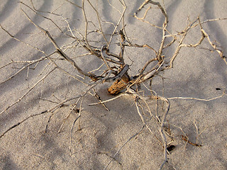 Image showing desert dead tree