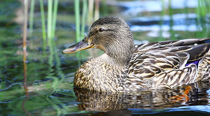 Image showing Mallard duck 