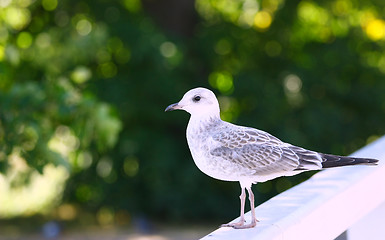 Image showing Seagull on green background