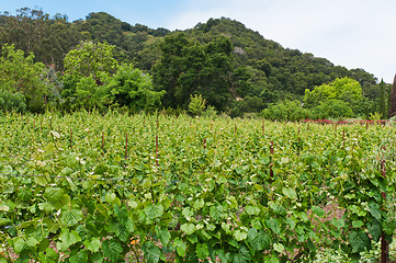 Image showing Vineyard