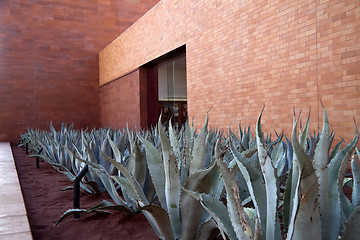 Image showing Aloe Vera Plants