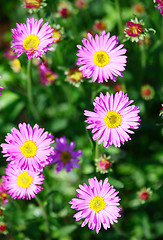 Image showing Pink Flowers
