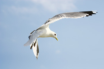 Image showing Flying seagull on blue sky background