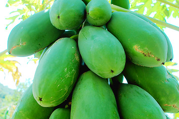 Image showing Fresh green papaya fruits on the branch