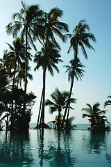 Image showing Coconut trees on the beach