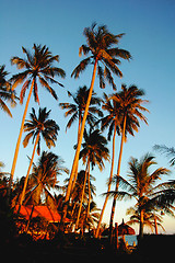 Image showing Coconut trees at sunrise