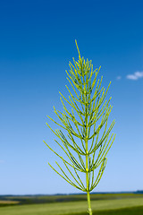 Image showing Field horsetail plant