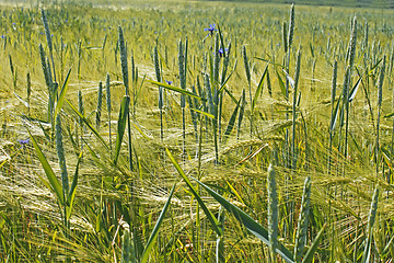 Image showing Plants of wheat over barley field