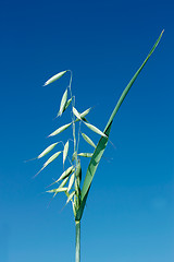 Image showing Green spike of oats