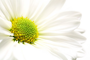 Image showing daisy burst