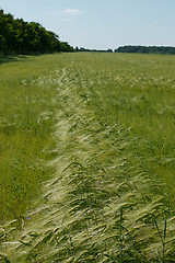 Image showing Barley field in flowering period