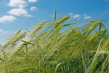 Image showing Spikes of barley