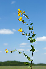 Image showing Field bean plant with yellow flowers 