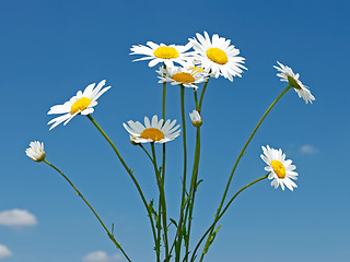 Image showing Bouquet of field daisies