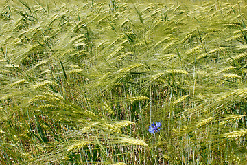 Image showing Barley field during flowering period