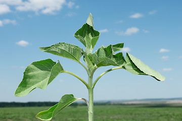 Image showing Young sunflower plant