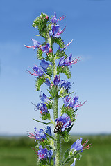 Image showing Hyssop flowering