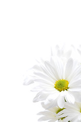 Image showing white daisies highkey