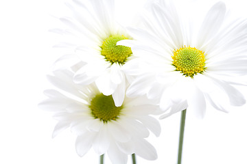 Image showing daisies highkey isolated