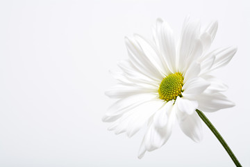 Image showing white daisy